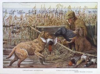 DOG Water Spaniel & Duck Hunter, Hunt 85+ Yr Old Print