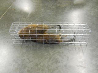 5x5x24 Muskrat Colony Trap, traps, trapping, mink