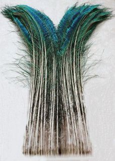 peacock sword feathers in Feathers