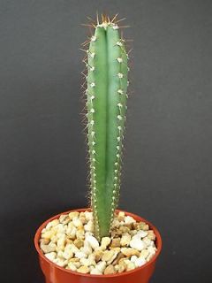   rare columnar night bloom plant cactus cacti grafting stock 4