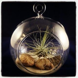 tabletop glass terrariums with 5 living air plants