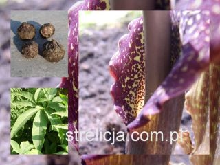 Sauromatum venosum__ Voodoo lily ___AROID___ Bulbs 1,5 2,5cm__amo 