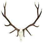Elk Mount 6X6 European Skull Horns Rustic Decore