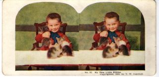 Antique Stereoview Stereoscope Card T W Ingersoll My New Kitties No 