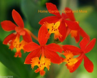 EPIDENDRUM ORCHID Flower Orange or Pink REED STEM PLANT