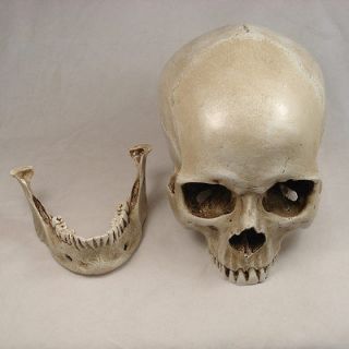 Medical Anatomical Human Skull Model High Quality, 3 part, life size