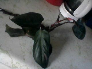 Philodendron Pink Princess