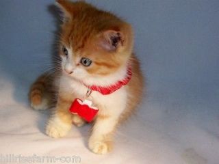 Cuter than Comfort Zone for Cats Kittens Aroma Therapy Sniffer Red Bow 