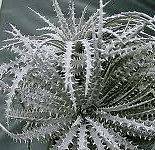  Dyckia Fosteriana exotic bromelia cactus PLant seeds~ Not Hechtia