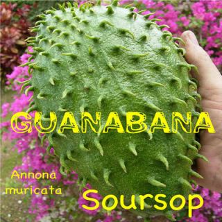   ~ Annona muricata Tropical Fruit Tree Guanabana LIVE 12 18+in PLANT