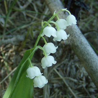 Lily of the Valley  Perennial  20 Seeds