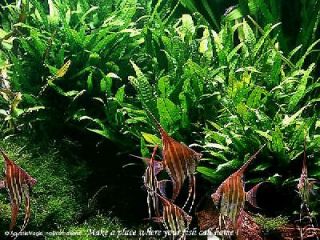 Java Fern  Live Aquarium Plant Moss Anubias Fish Tank