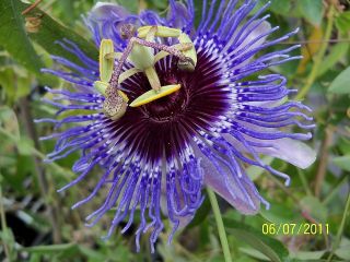 passion flower plant in Plants