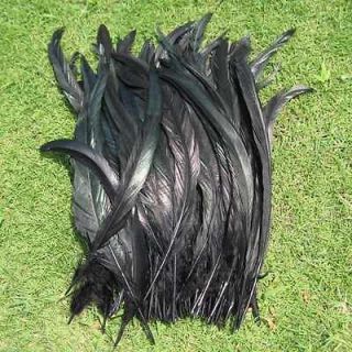 black rooster feathers in Feathers