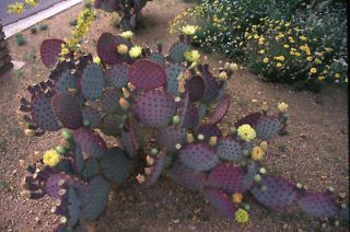 Purple Prickly Pear Cactus Opuntia Violacea Cutting LARGE PAD CUTTINGS