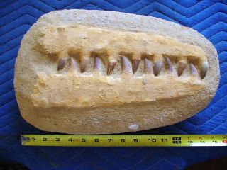 Dinosaur Age Jaws Mosasaur Fossil 13 Teeth Mosasaurus
