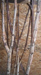 birch branches in Home & Garden