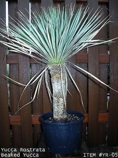 yucca plant in Cactus & Succulents