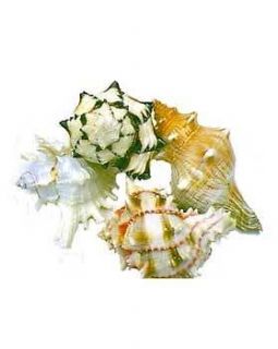 Florida Marine Research SFM33335 Hermit Crab Shell Extra Large 1 Pack