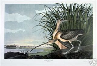 Ltd. Ed. Loates Audubon LONG BILLED CURLEW Bird Print