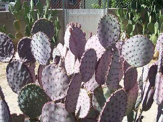 One Pad Prickly Pear Cactus Purple / Blue Green Yellow Flower Santa 