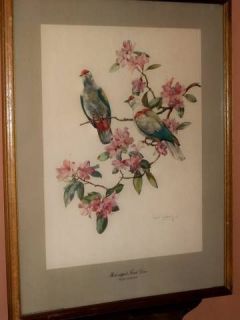 Framed Red Capped Fruit Dove Cecil Golding