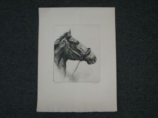 Palenske / Talio   Chrome Etching Horse Whirlaway