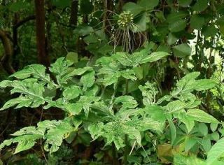 10 seeds Tacca Leontopetaloides, tropical plants, rare