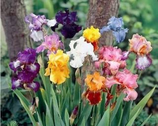 Tall Bearded Iris Mixed Colors Collection 5 Plants/Rhizo​mes/Bulbs