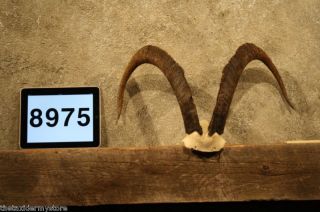 8975 Bezoar Ibex Skull Horns Taxidermy Decor Antlers