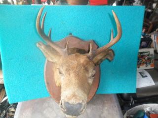 BUCK DEER HEAD 8 POINT LARGE WHITETAIL MOUNT TAXIDERMY CABIN LODGE LOG 