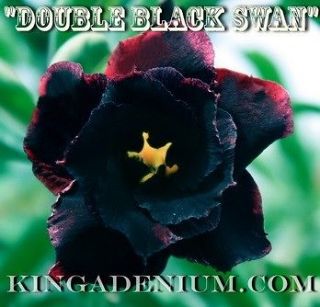   OBESUM DESERT ROSE DOUBLE FLOWER  DOUBLE BLACK SWAN  1 GRAFTED PLANT