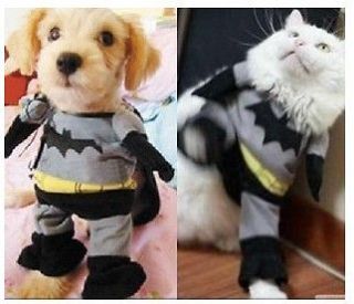 batman dog costume in Dog Costumes