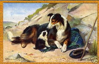 ROUGH COLLIE DOG AND PUP NORA DRUMMOND TUCKS POSTCARD