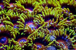 Eagle Eye Zoanthid (Zoanthus sp.) Live Saltwater Soft Coral