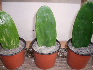   Pricky Pear Cactus Pads Lot of 3 Opuntia Ficus Indica, Cactaceae nopal