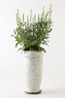 Ivory Epoch Pot, Pedestal   Anthropologie