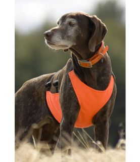 Skid Plate Chest Protector Dog Jackets   at L.L.Bean