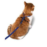    Collars, Harnesses & Leashes  