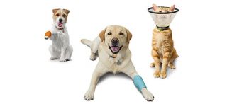 Today, Banfield veterinary hospitals can be found in more than 770 