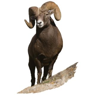 Big Horn Sheep Cutout   1015885, Decorative Acc at Sportsmans Guide 