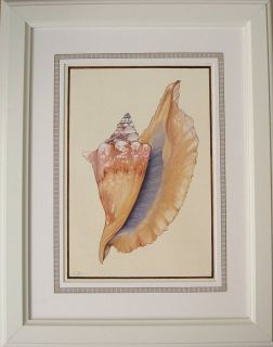 framed sea shell watercolour by edwina cooper designs 