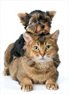 Help relieve your pets itchy skin infection with antibacterial 