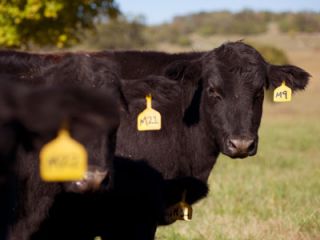 Livestock Care   Cattle Health Care  Tractor Supply Company