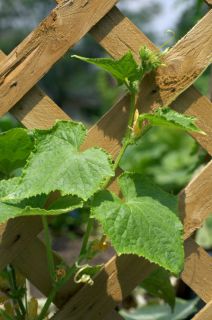 Vertical Growing With Cages, Trellises and Tepees