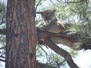 mountain lion hunt in Hunting Trips & Leases