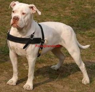Tracking/ Walking for Dog Harness H5 American Bulldog