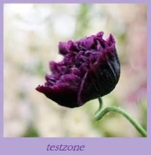 Black Peony Poppy Plant   25 Seeds  Indescribably Purple Elegant