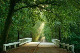 Bridge to the forest Wall Mural 12wide by 8high