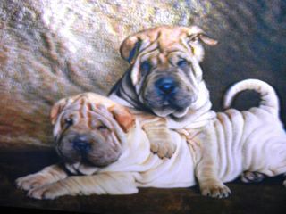   Dimensional 9x13 Unframed 2 Shar Pei Dogs Awesome Holographic Picture